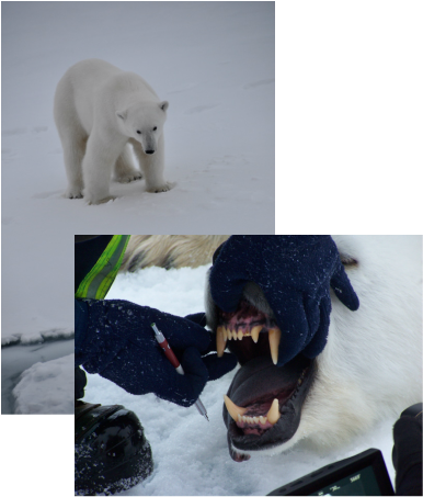 External Description of Polar Bears - The Polar Bear-Sammy See